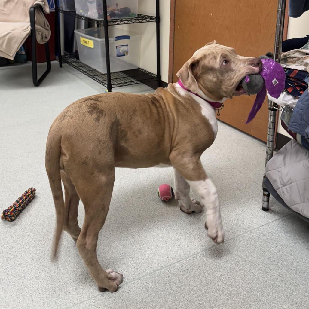 Enlarge Windy, a Adoptable mixed breed in Springfield, MA image 1/5