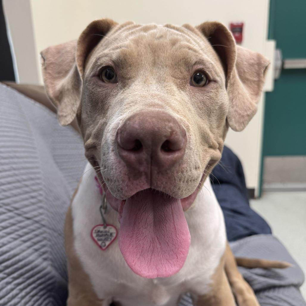 Enlarge Windy, a Adoptable mixed breed in Springfield, MA image 2/5