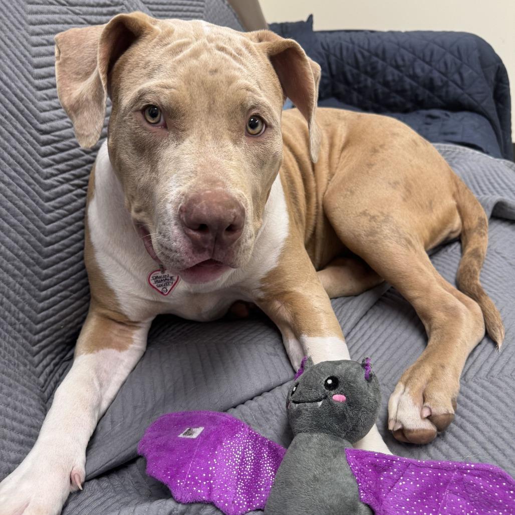 Enlarge Windy, a Adoptable mixed breed in Springfield, MA image 3/5