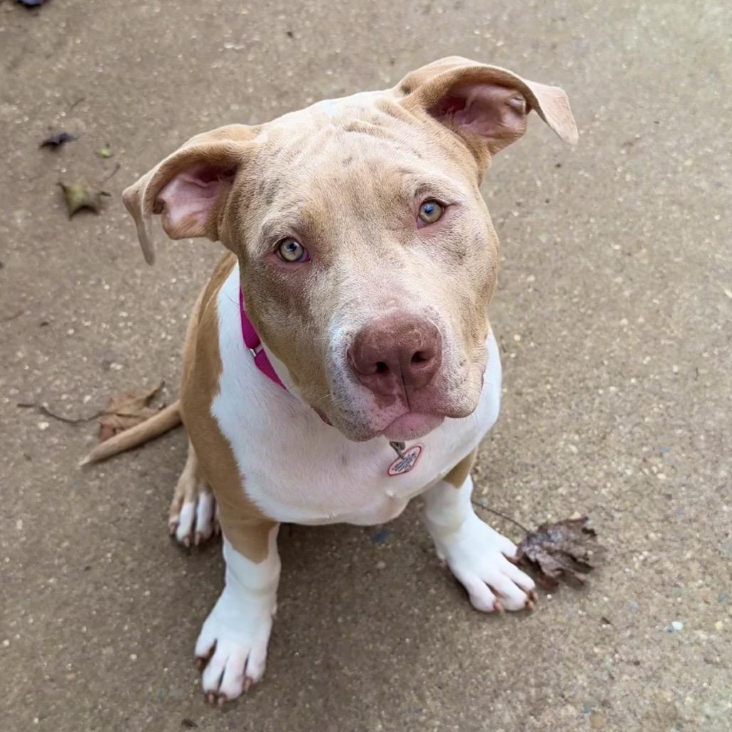 Enlarge Windy, a Adoptable mixed breed in Springfield, MA image 4/5