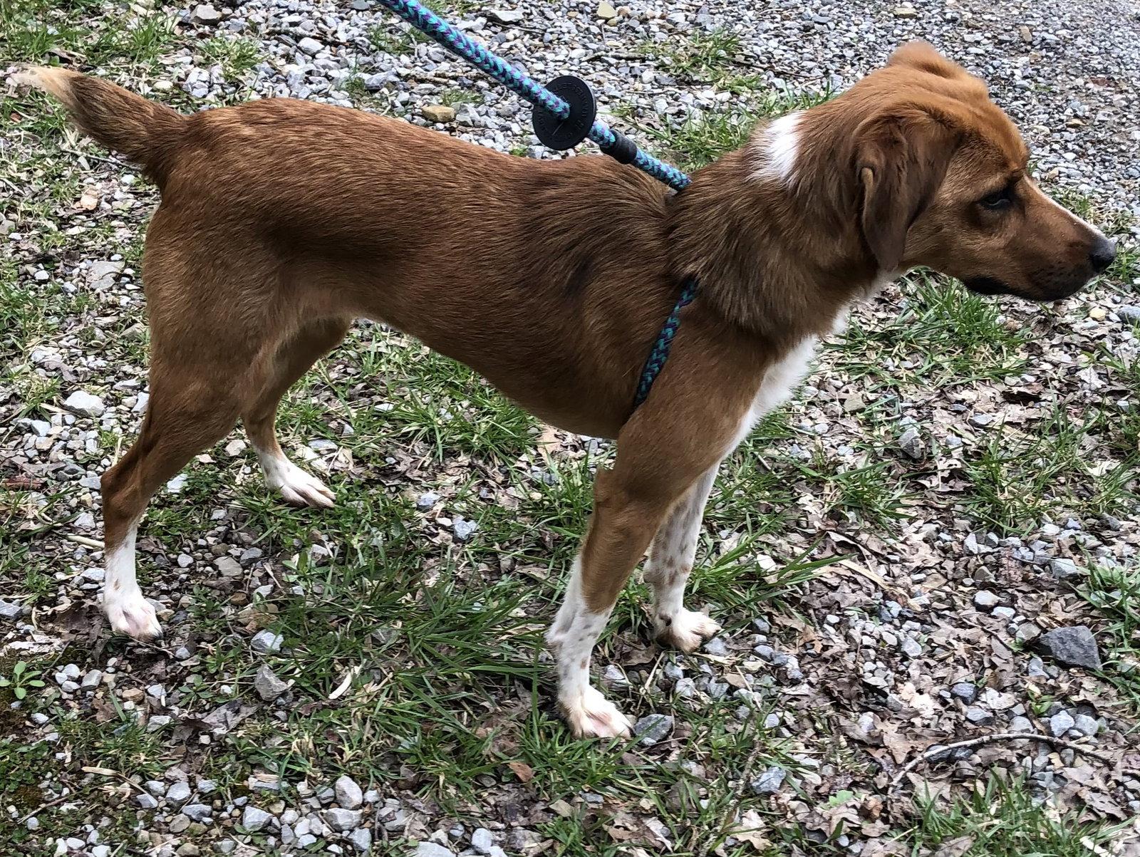 Enlarge Butters, a Adopted mixed breed in Elkins, WV image 1/3