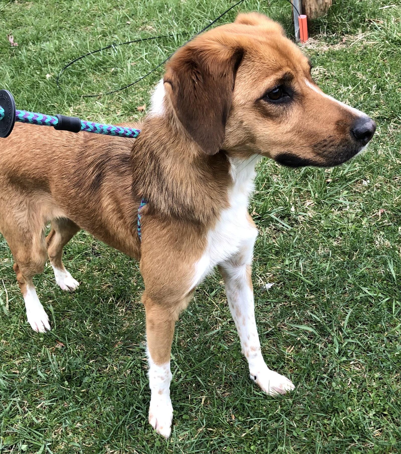 Enlarge Butters, a Adopted mixed breed in Elkins, WV image 2/3