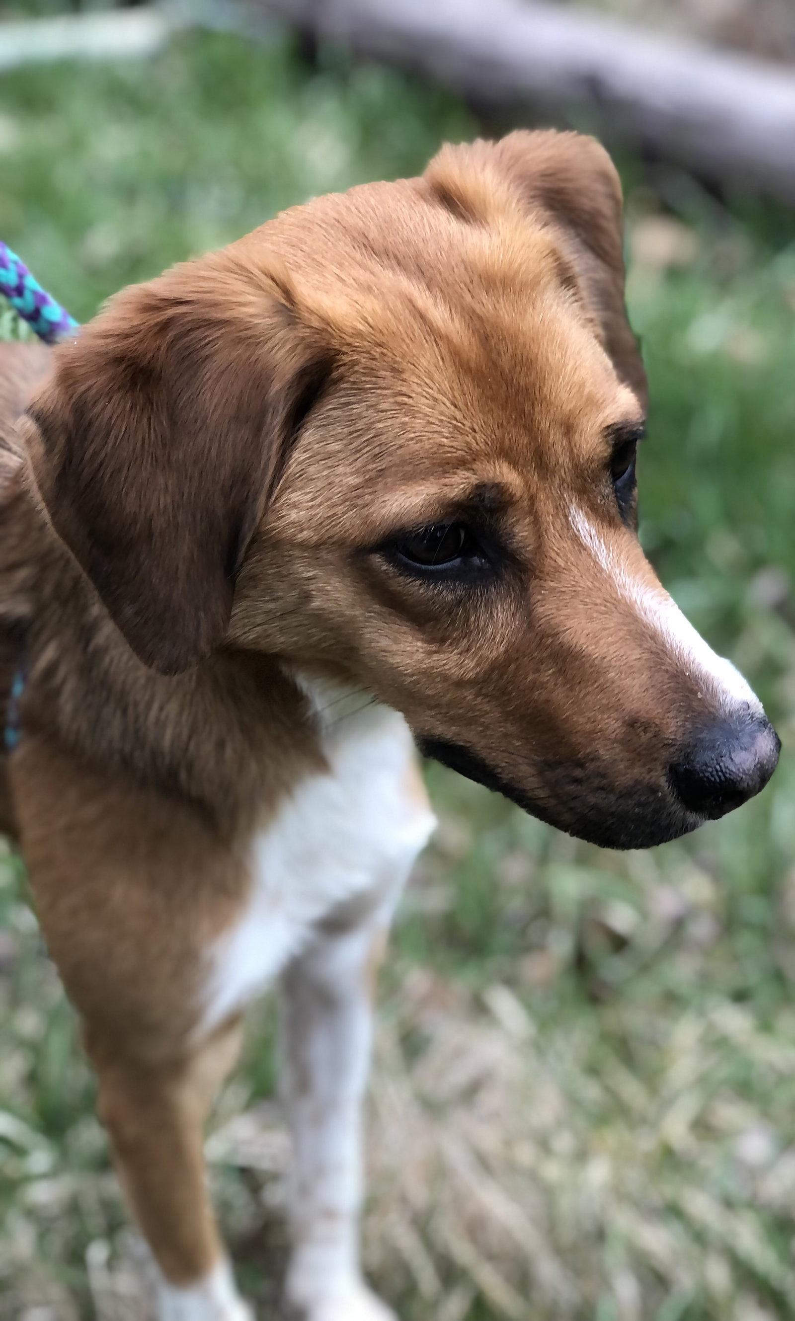 Enlarge Butters, a Adopted mixed breed in Elkins, WV image 3/3