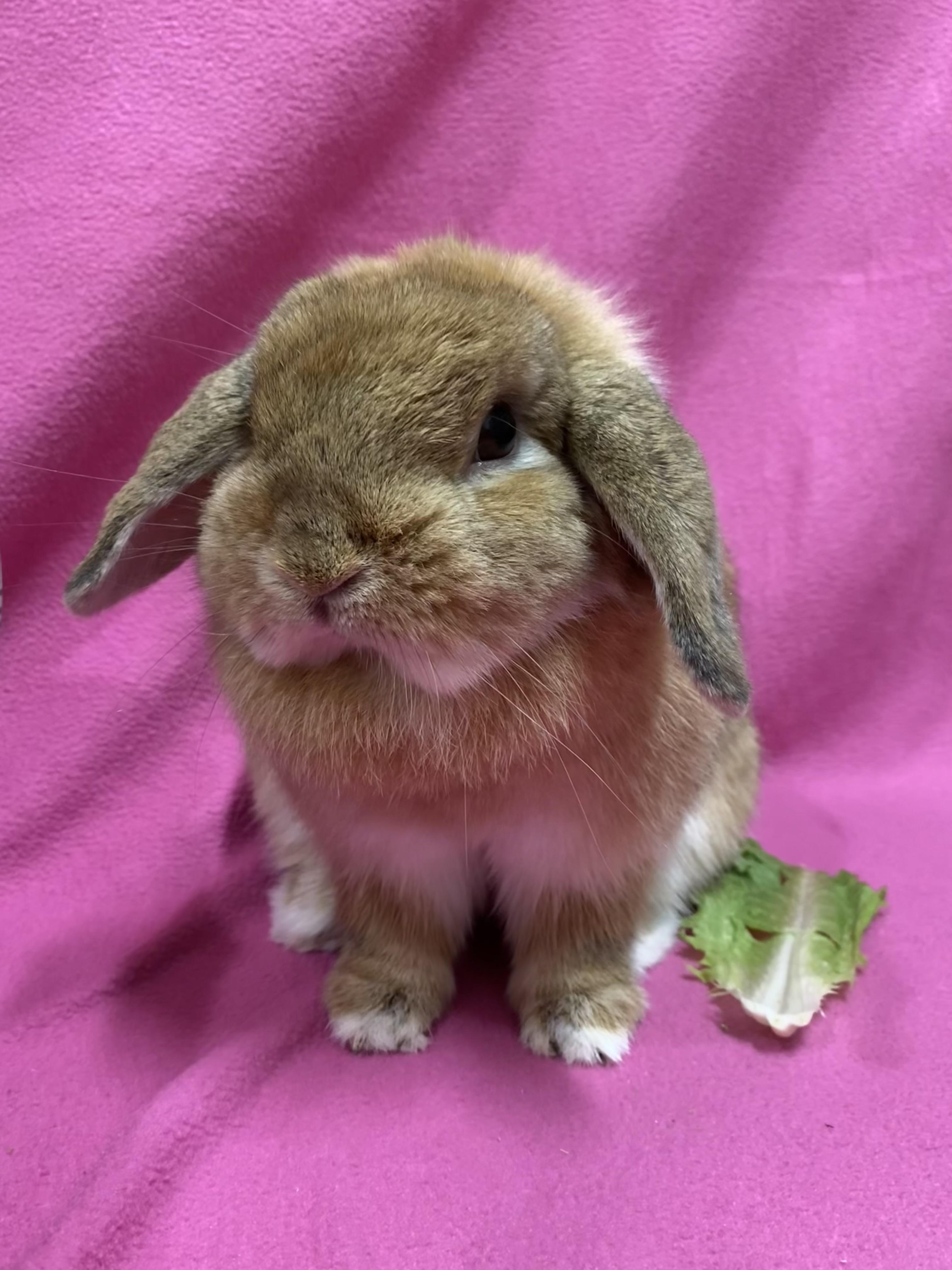 Enlarge Lemon Shortbread, a ADOPTABLE Mini Lop in Livermore, CA image 1/4