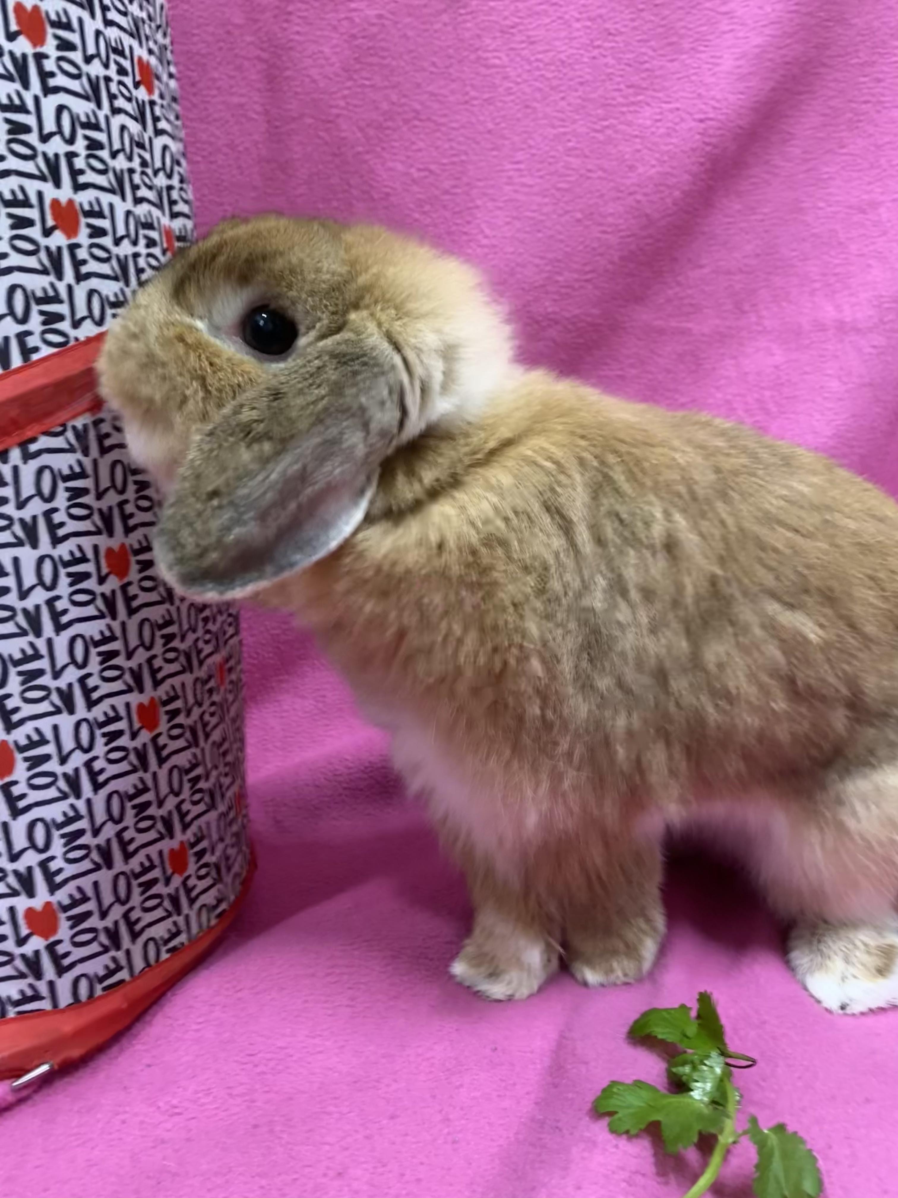 Enlarge Lemon Shortbread, a ADOPTABLE Mini Lop in Livermore, CA image 3/4