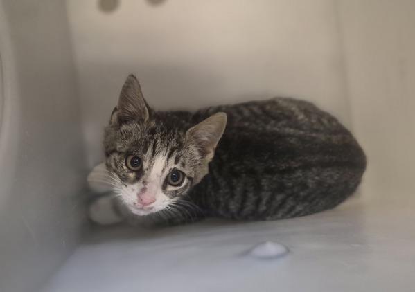 Vogue, Adoptable, Kitten Female Domestic Short Hair.