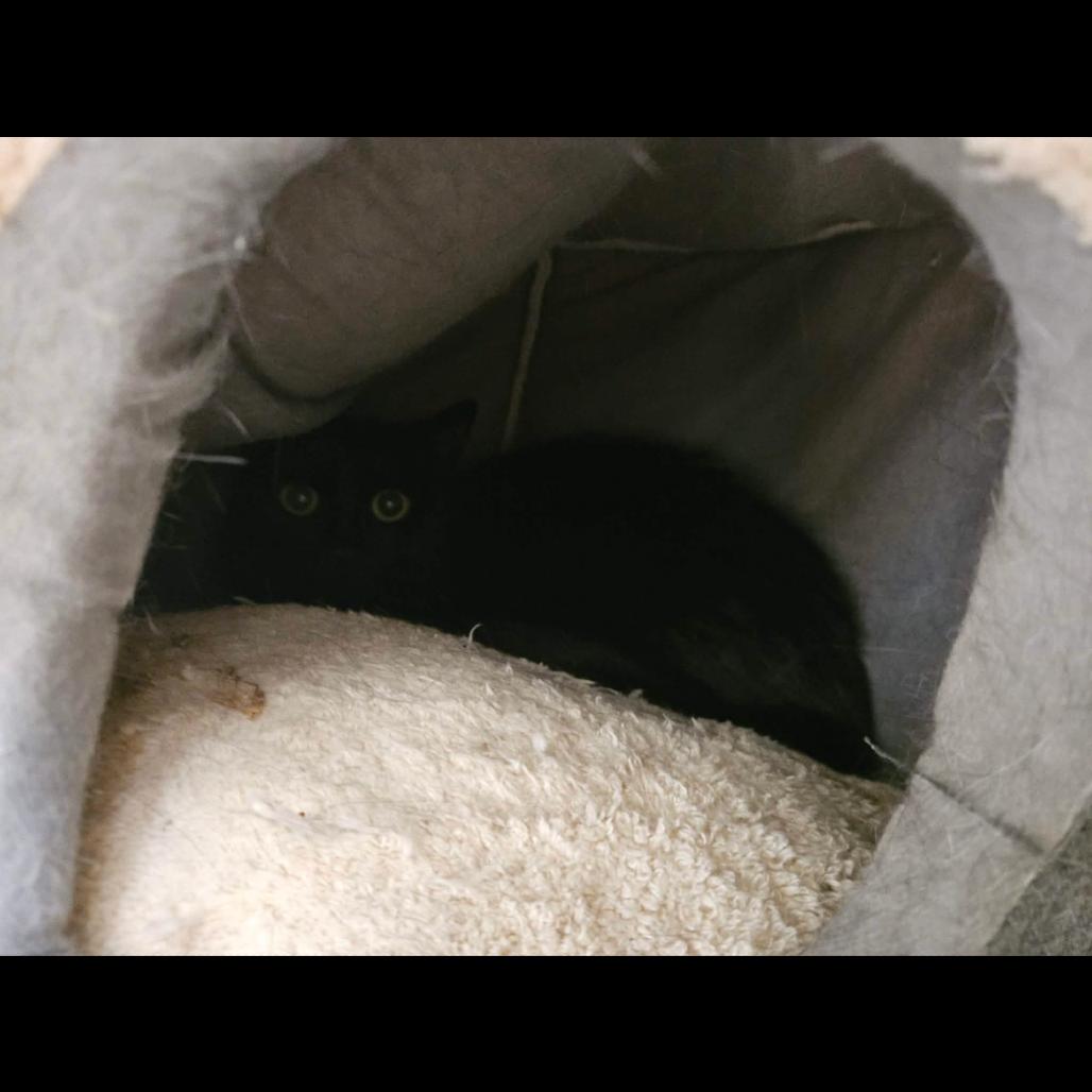 Clementine, Adoptable, Young Female Domestic Short Hair.