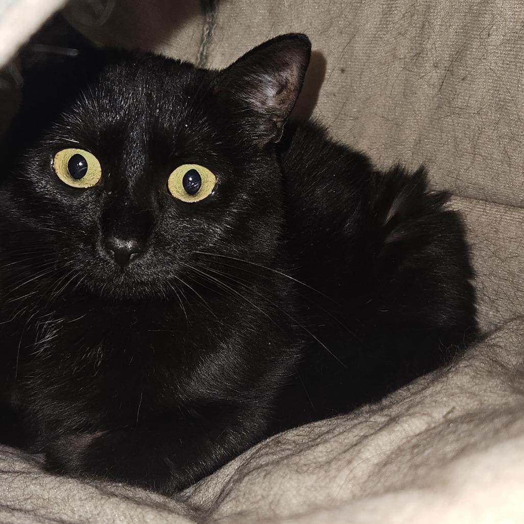 Clementine, a Adoptable Domestic Short Hair in Conway, NH image 2/2
