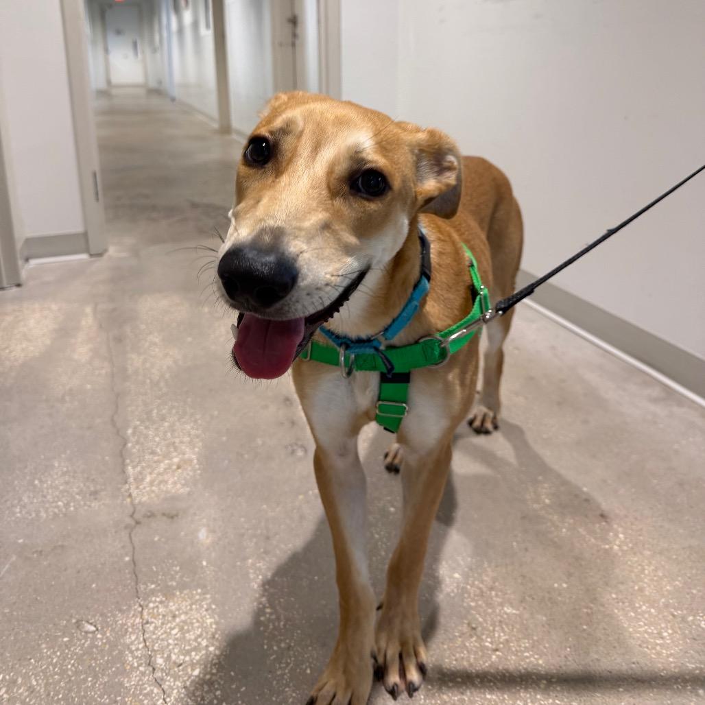 Chai Tea, Adoptable, Young Female Mountain Cur & Mixed Breed.