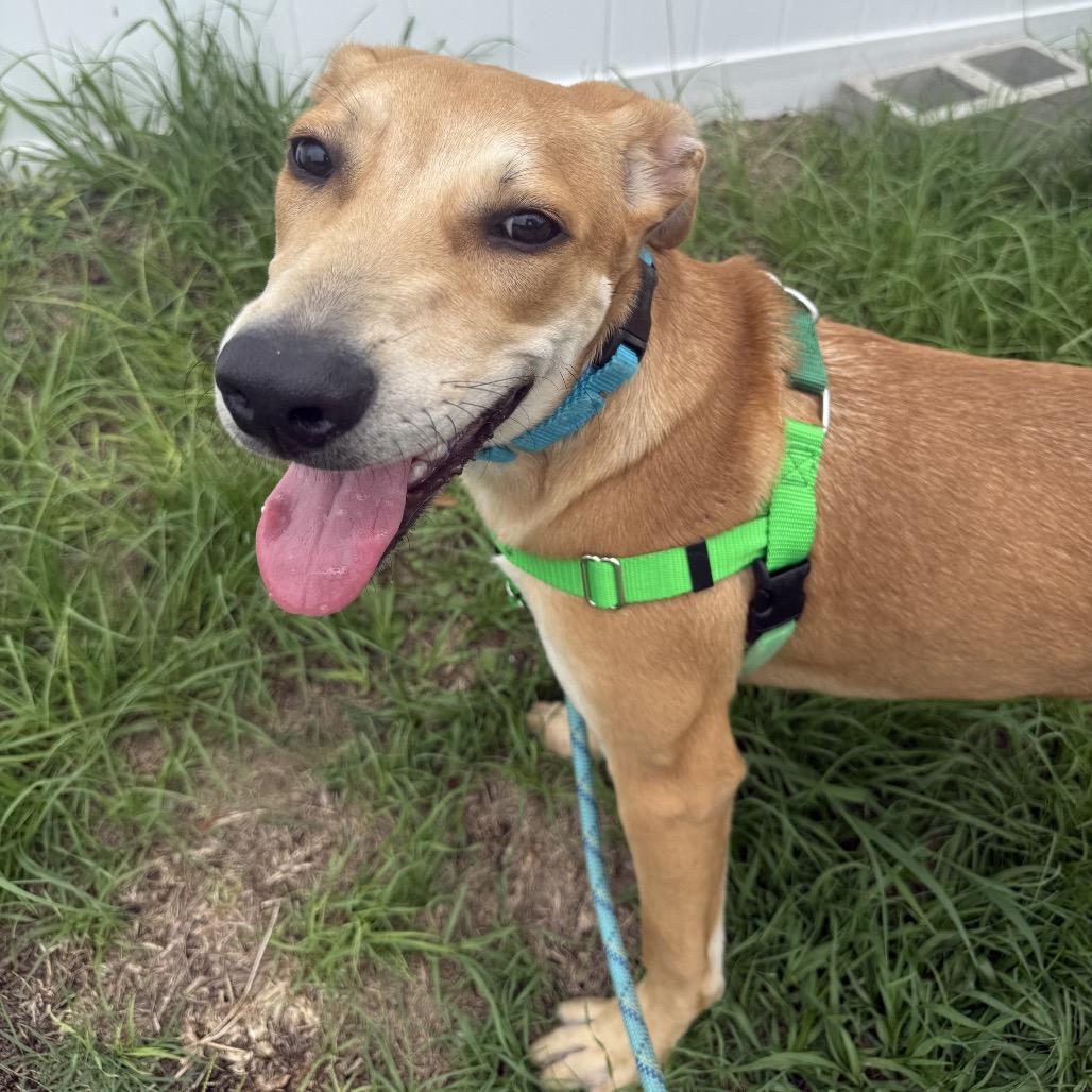Enlarge Chai Tea, a Adoptable mixed breed in Clearwater, FL image 2/6