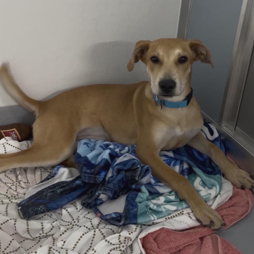 Enlarge Chai Tea, a Adoptable mixed breed in Clearwater, FL image 3/6
