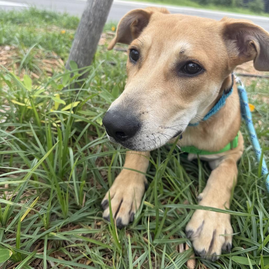 Enlarge Chai Tea, a Adoptable mixed breed in Clearwater, FL image 4/6