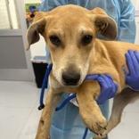 Enlarge Chai Tea, a Adoptable mixed breed in Clearwater, FL image 5/6