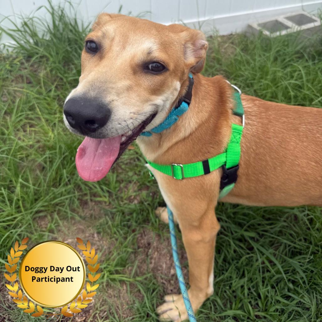 Enlarge Chai Tea, a Adoptable mixed breed in Clearwater, FL image 6/6