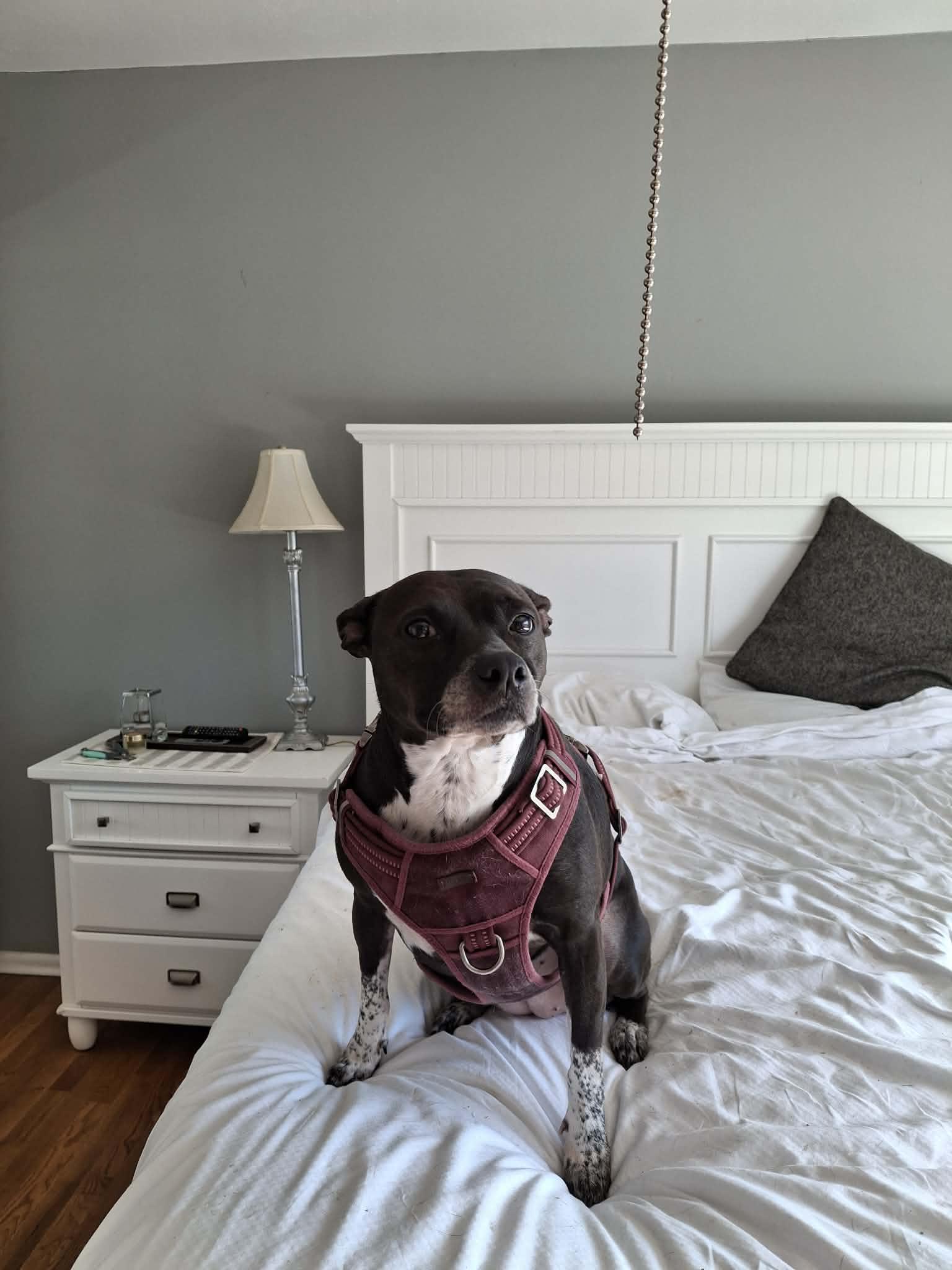 Daria, a Adoptable Terrier in St. Louis, MO image 1/3