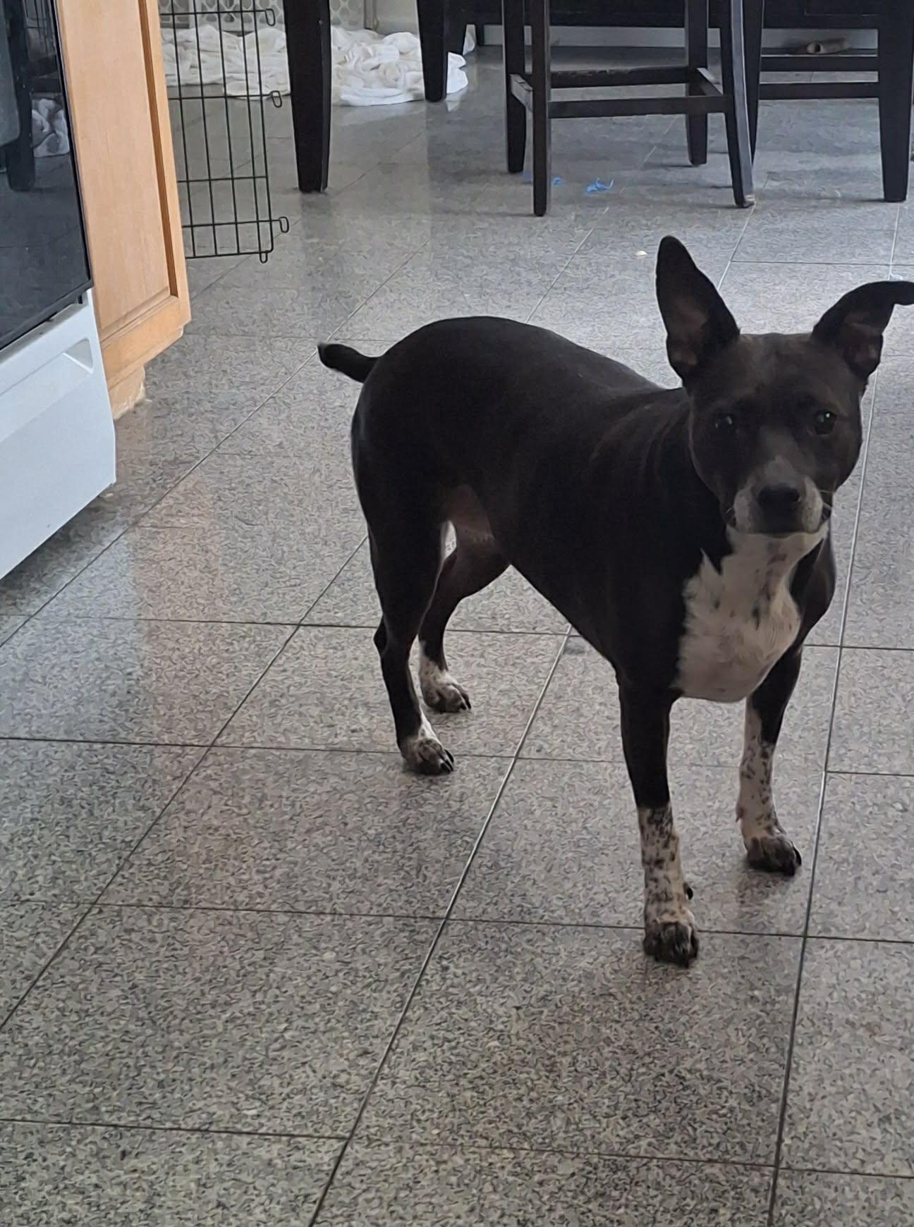Daria, a Adoptable Terrier in St. Louis, MO image 2/3