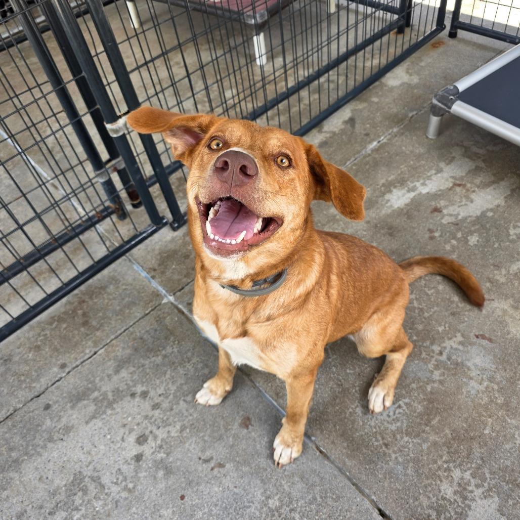 Gemma, Adoptable, Adult Female Mixed Breed.