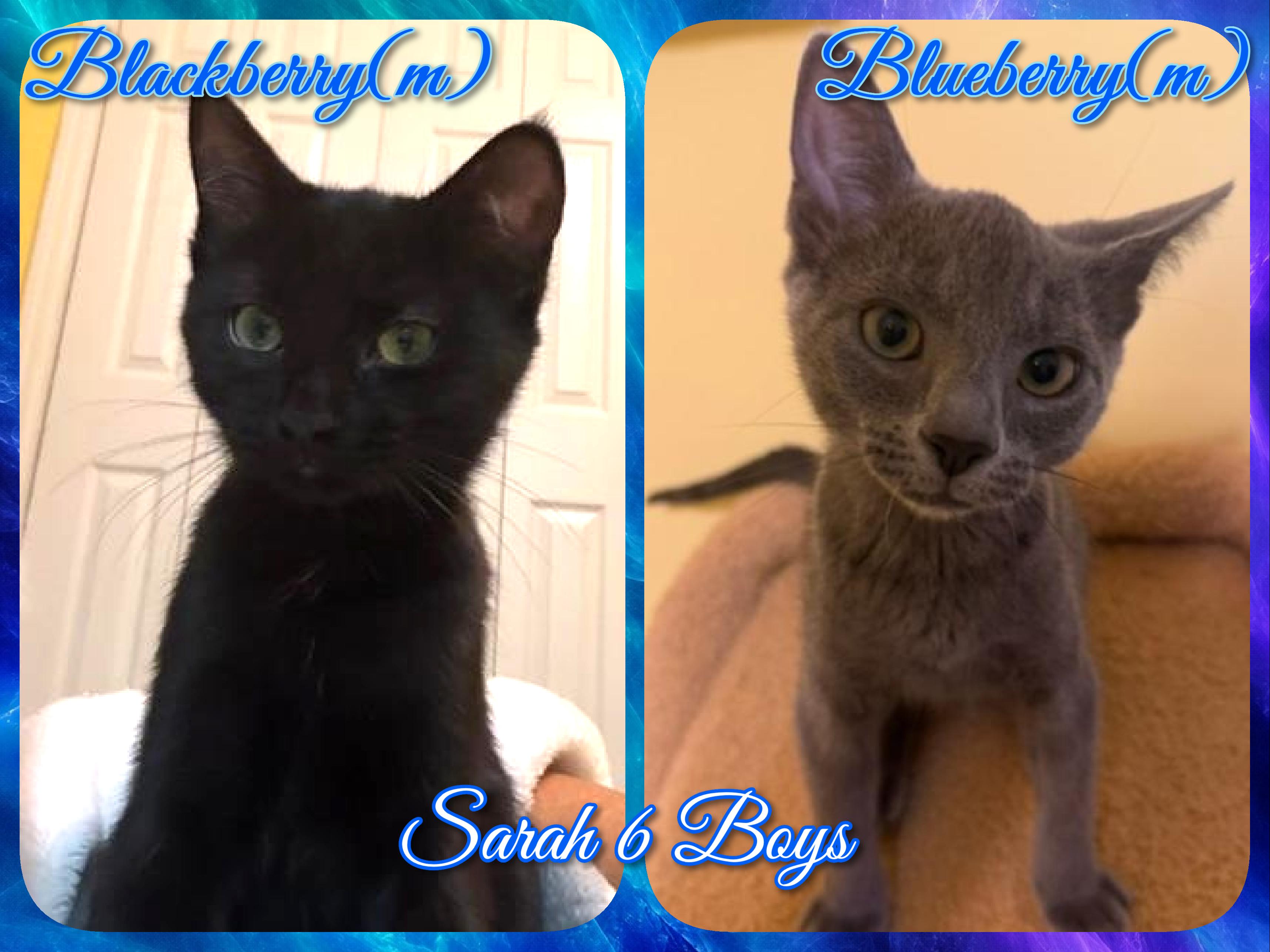 Sarah 6 Boys, ADOPTABLE, Kitten Male Domestic Short Hair.