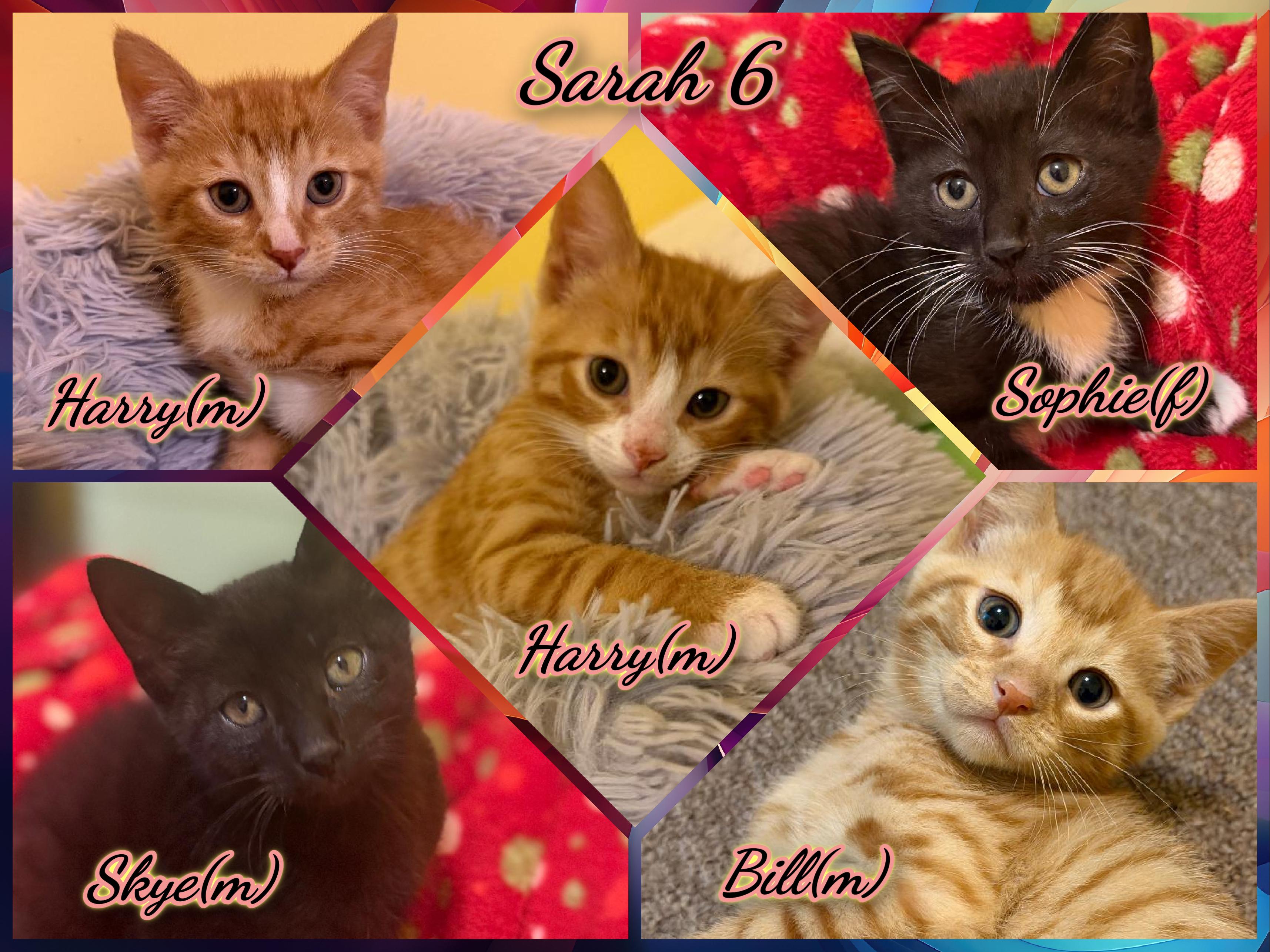 Sarah 6, ADOPTABLE, Kitten Male Domestic Short Hair.