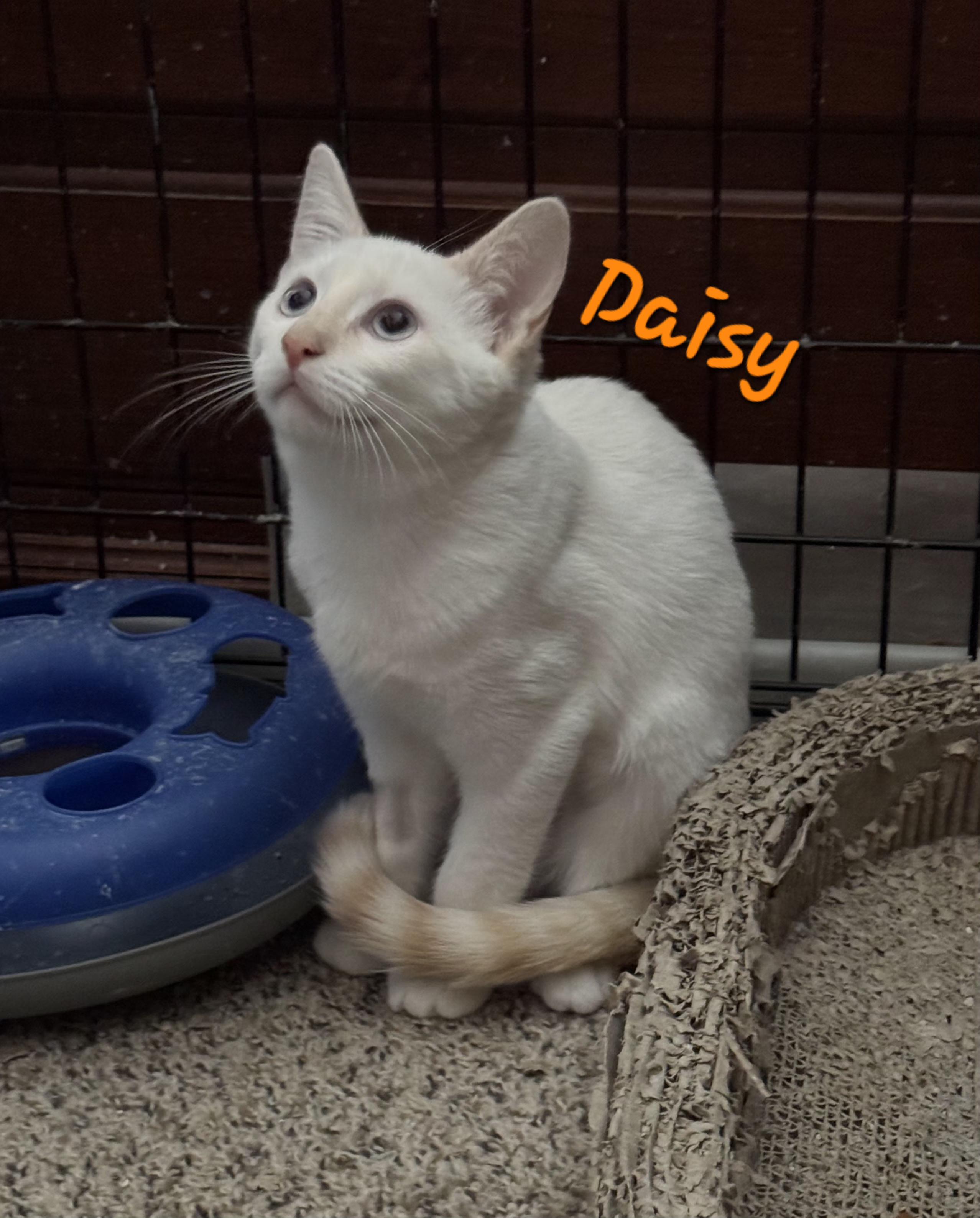 Daisy