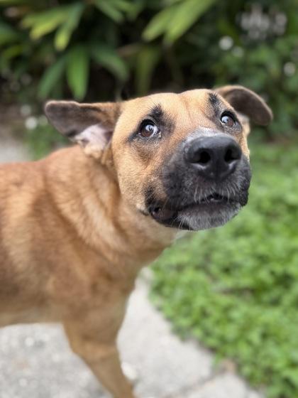 Enlarge Louie, a Adoptable mixed breed in New Orleans, LA image 1/1
