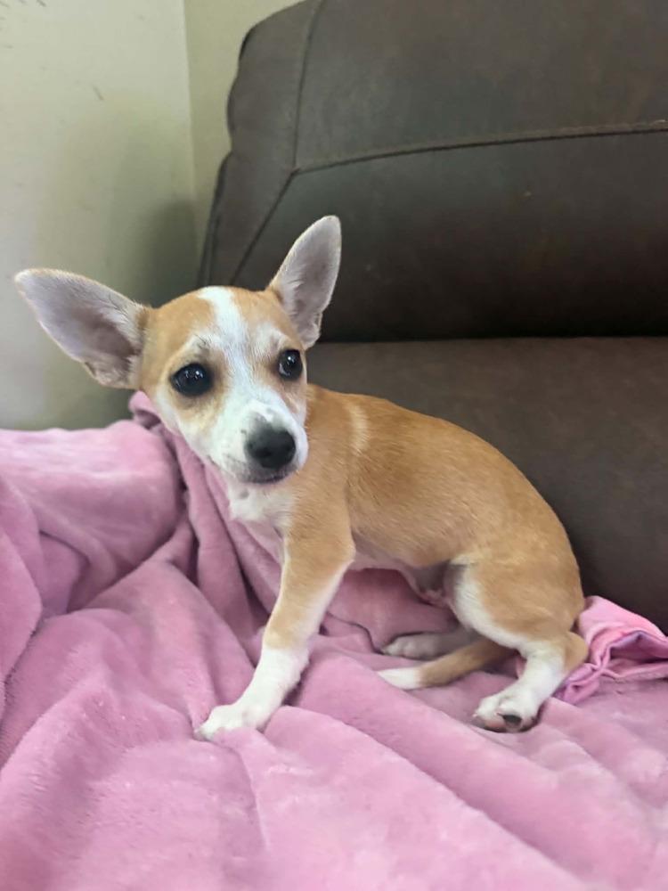 Lola, Adoptable, Puppy Female Chihuahua.