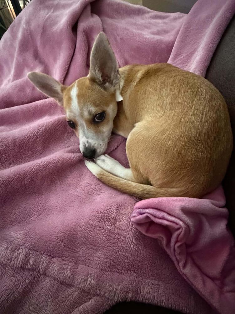 Enlarge Lola, a Adoptable mixed breed in Orlando, FL image 2/3