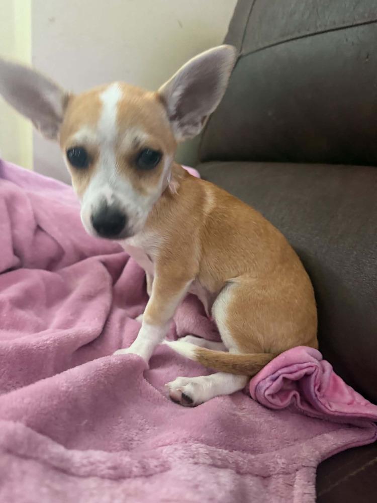 Enlarge Lola, a Adoptable mixed breed in Orlando, FL image 3/3