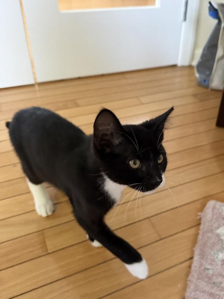 Cutie Pie, Adoptable, Young Female Domestic Short Hair.