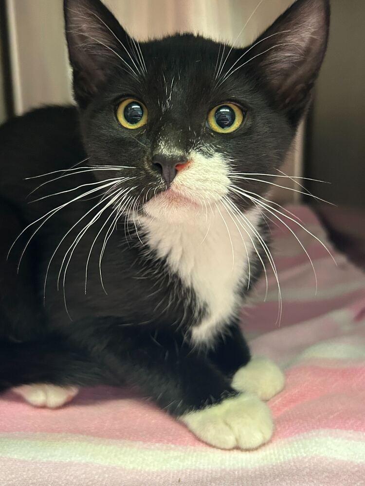 Cutie Pie, a Adoptable Domestic Short Hair in North Brunswick, NJ image 2/3