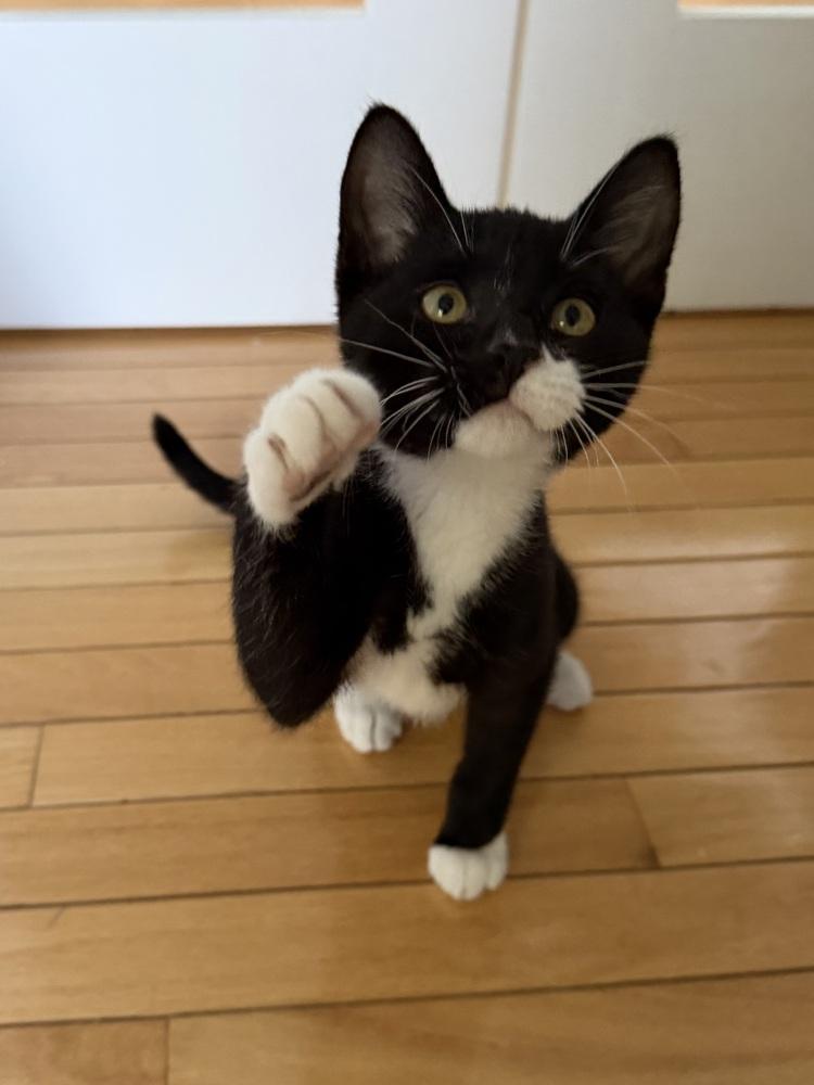 Cutie Pie, a Adoptable Domestic Short Hair in North Brunswick, NJ image 3/3