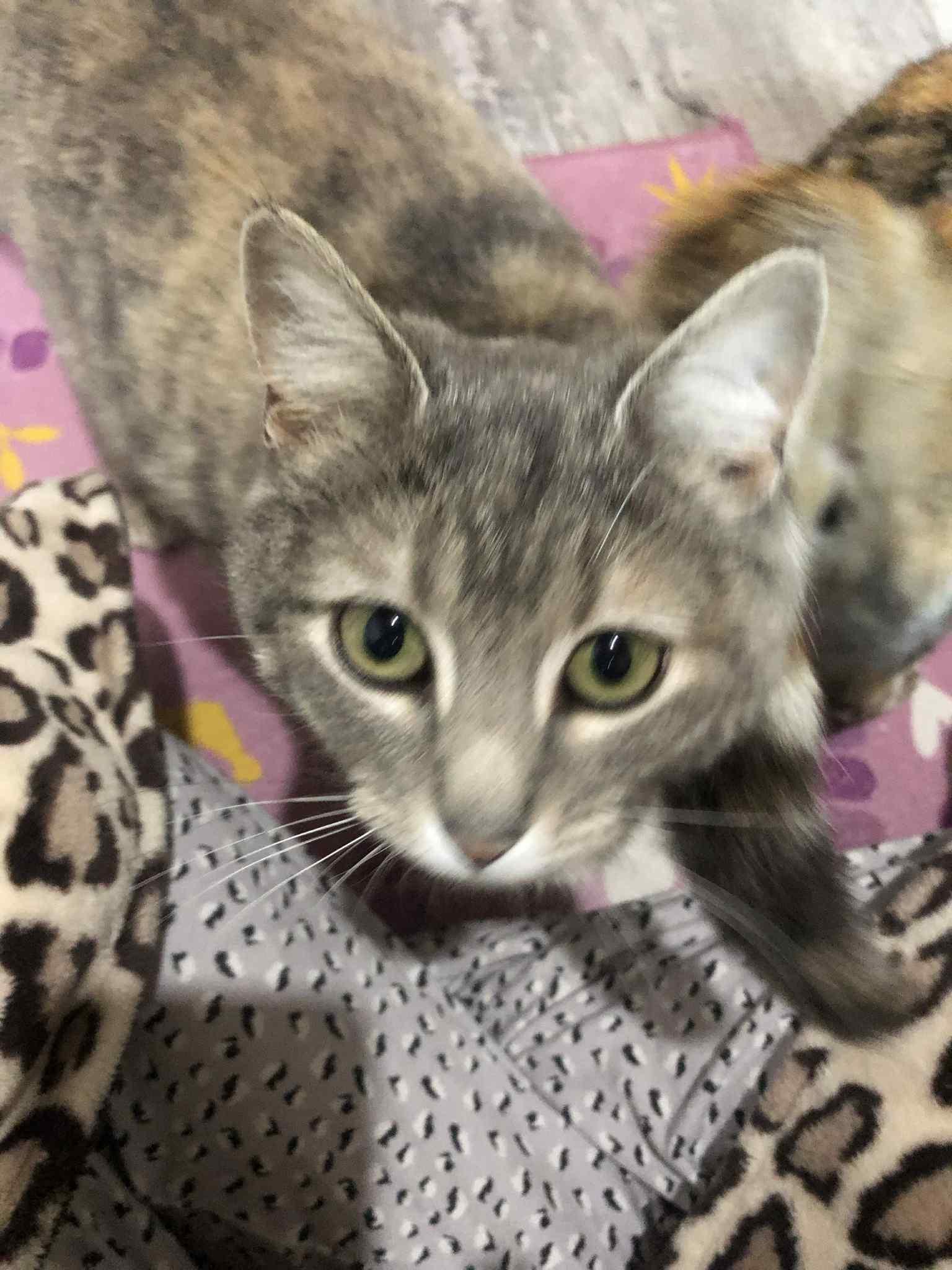 Heidi