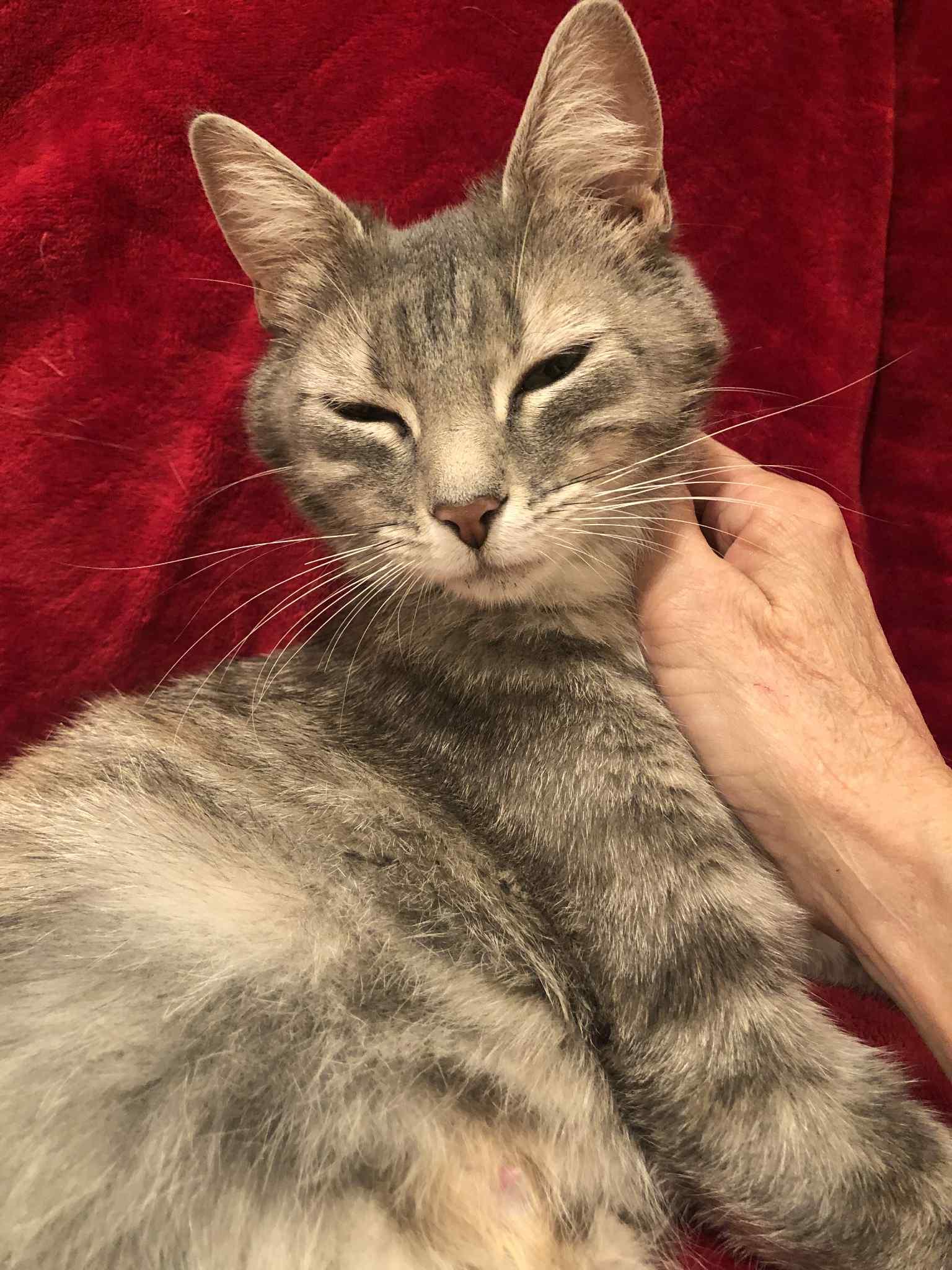 Heidi