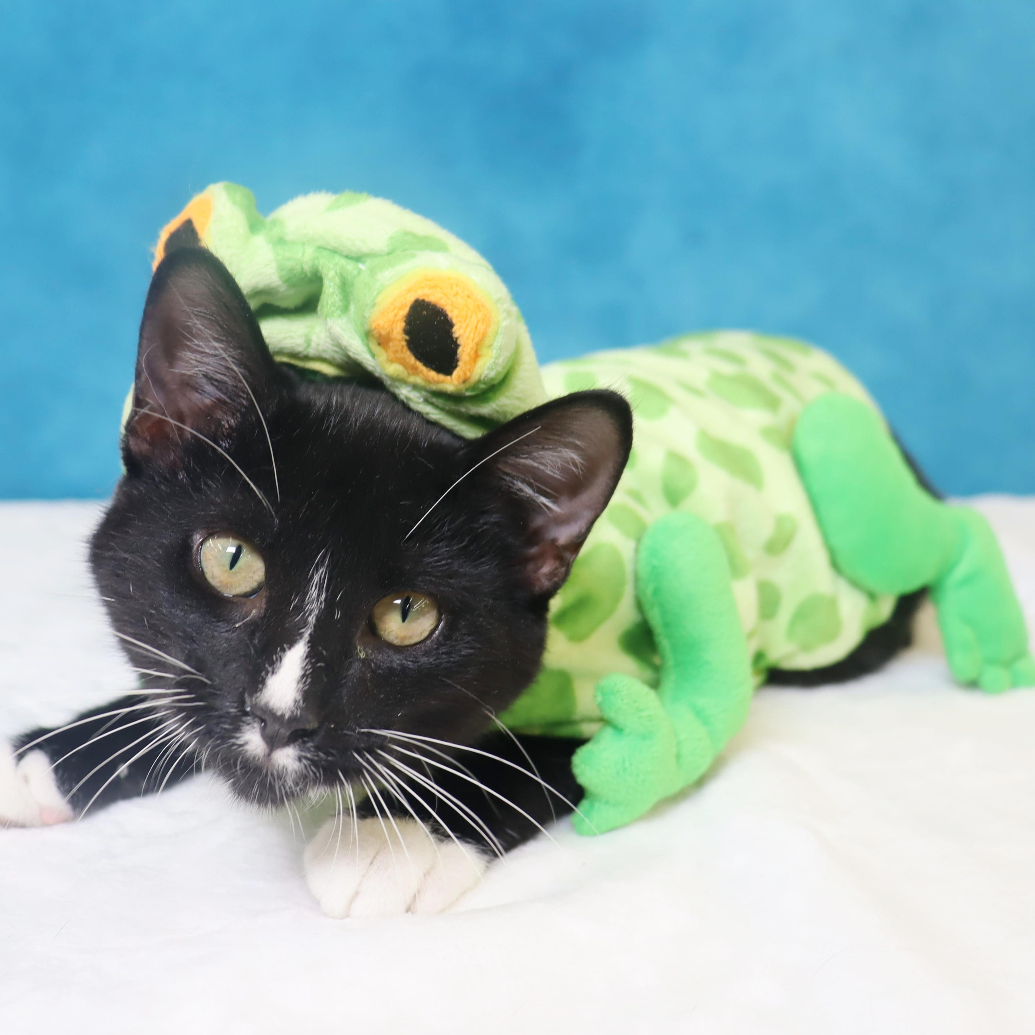 Enlarge Greased Lightning - Ready to zoom into your heart, a Adoptable Domestic Short Hair in League City, TX image 6/6