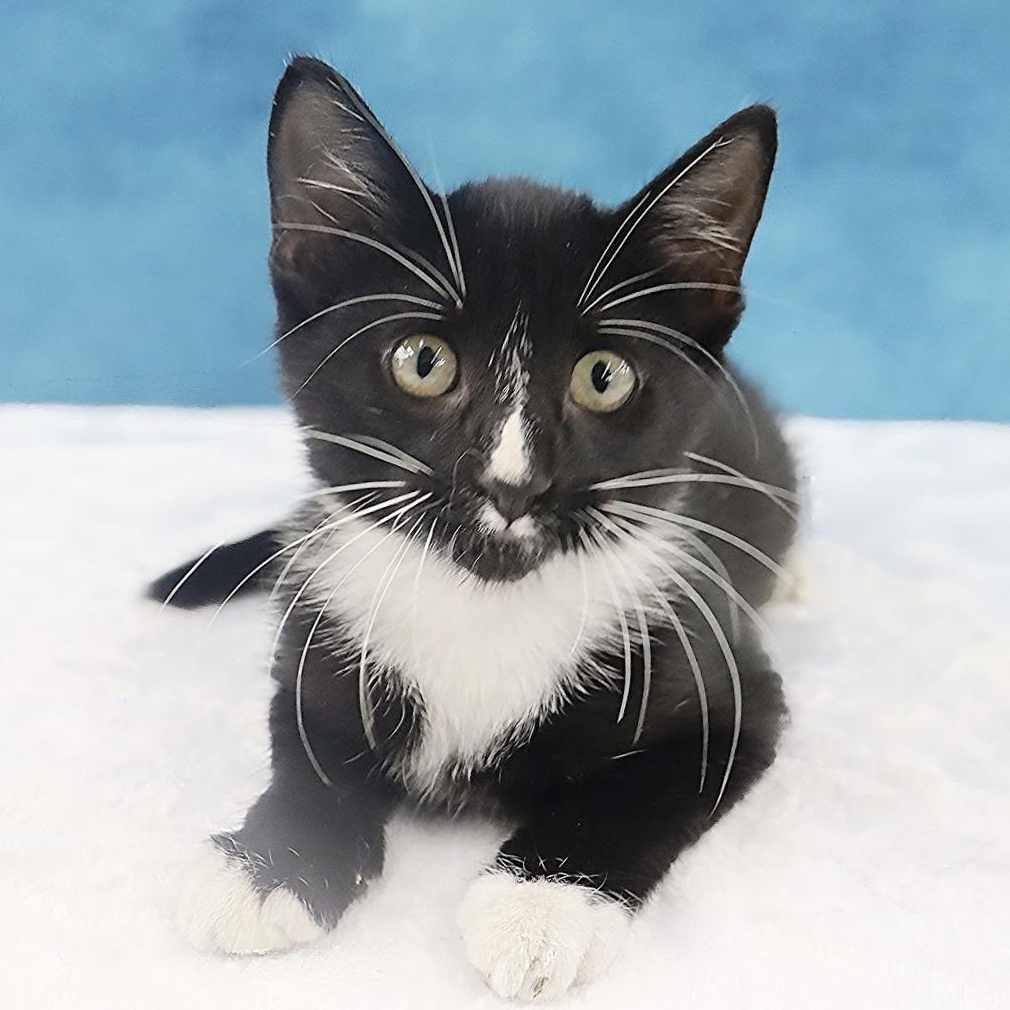 Enlarge Greased Lightning - Ready to zoom into your heart, a Adoptable Domestic Short Hair in League City, TX image 5/6