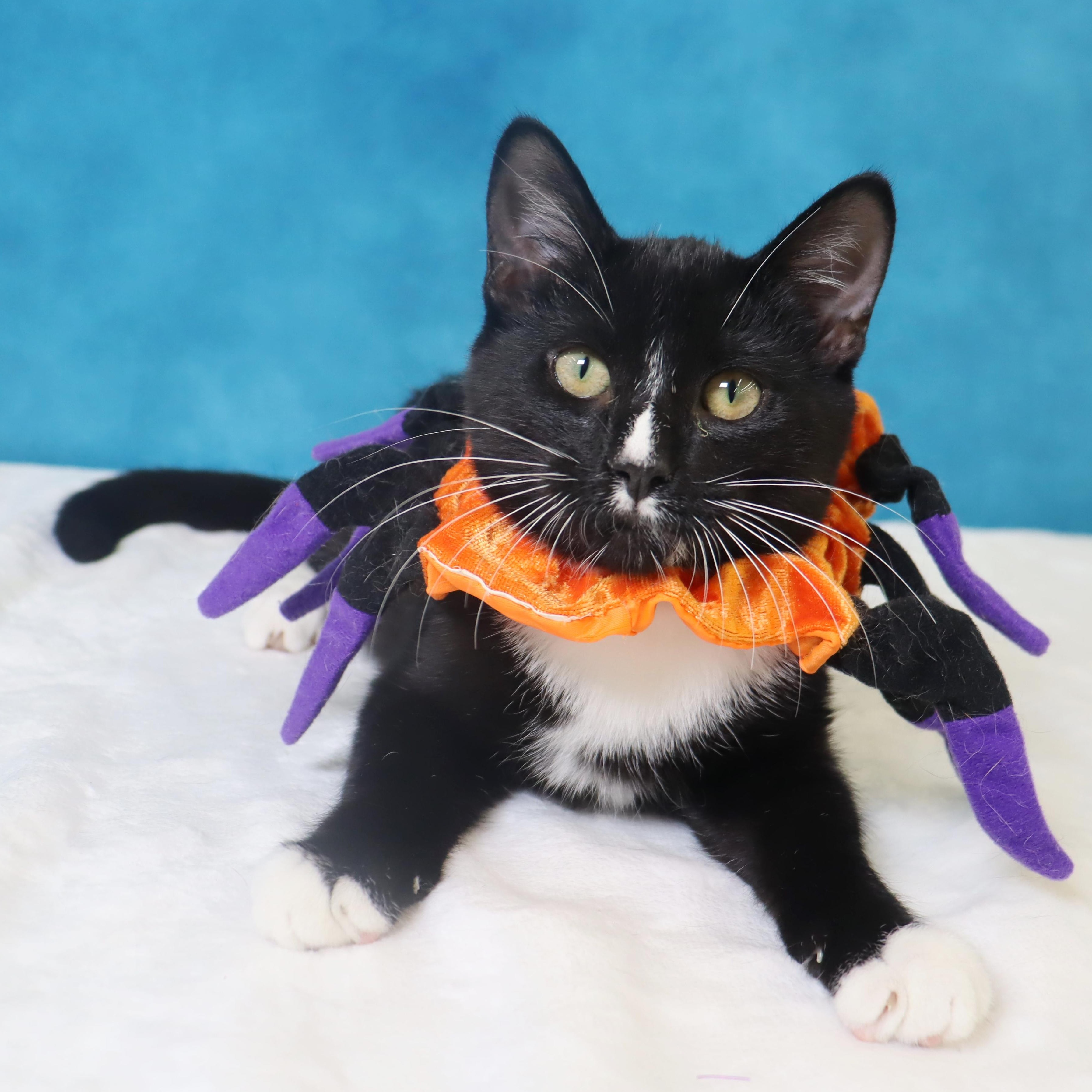 Enlarge Greased Lightning - Ready to zoom into your heart, a Adoptable Domestic Short Hair in League City, TX image 2/6