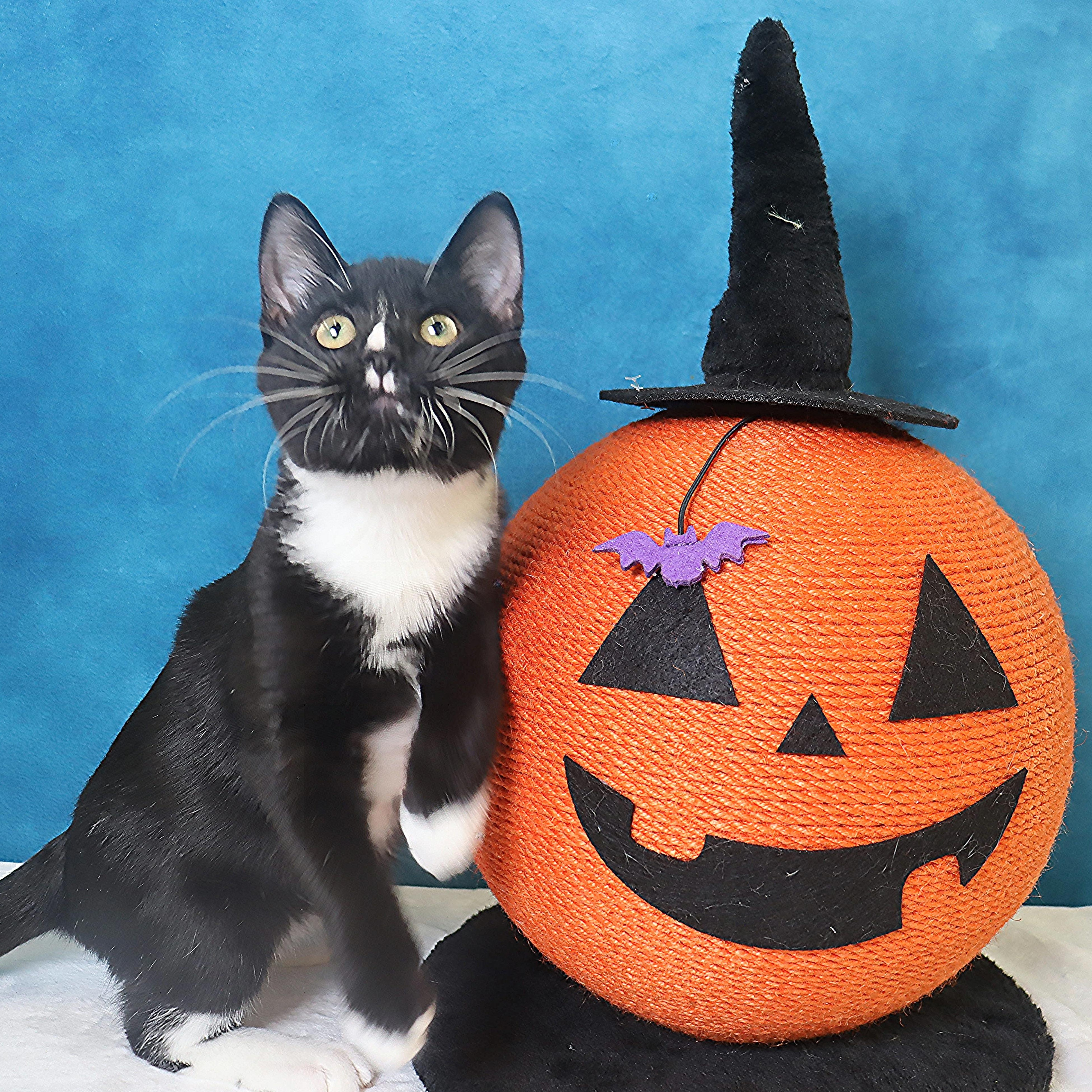 Enlarge Greased Lightning - Ready to zoom into your heart, a Adoptable Domestic Short Hair in League City, TX image 3/6