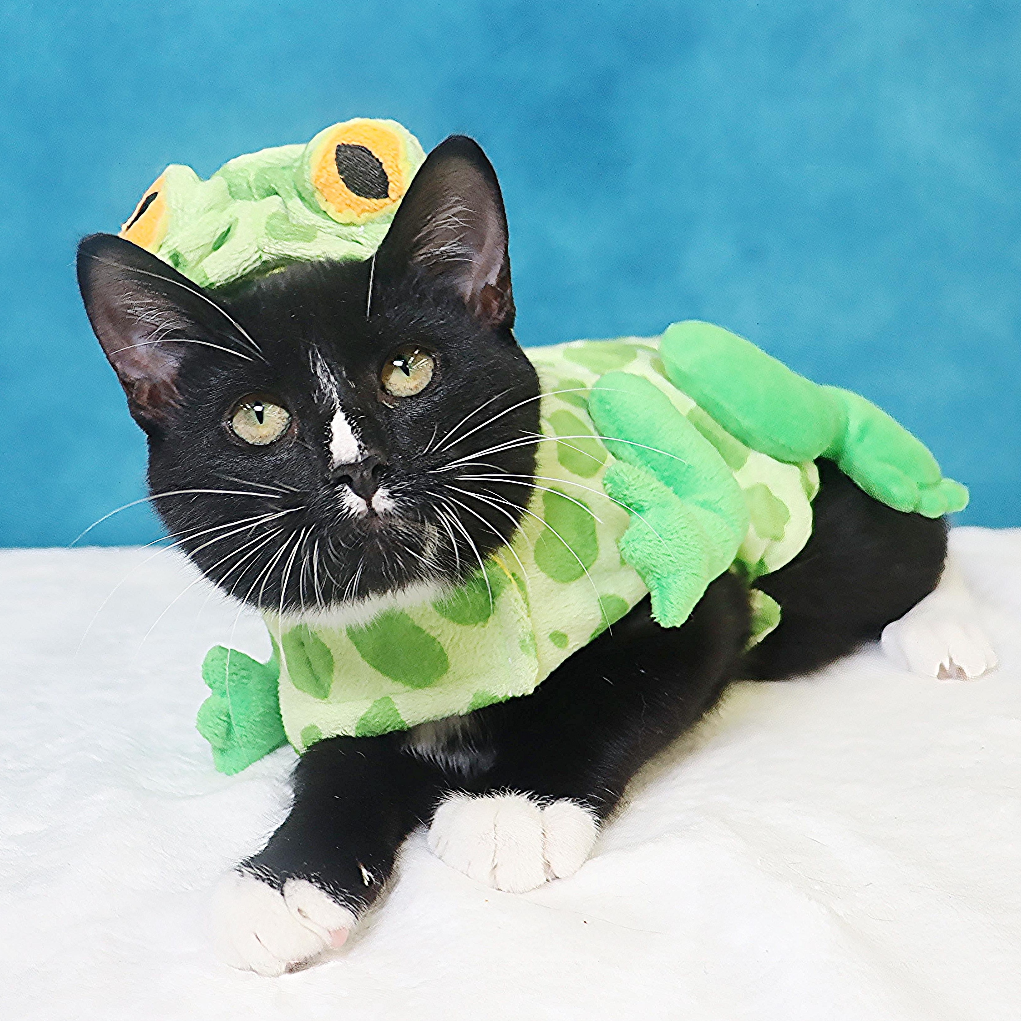 Greased Lightning - Ready to zoom into your heart, Adoptable, Kitten Male Domestic Short Hair.
