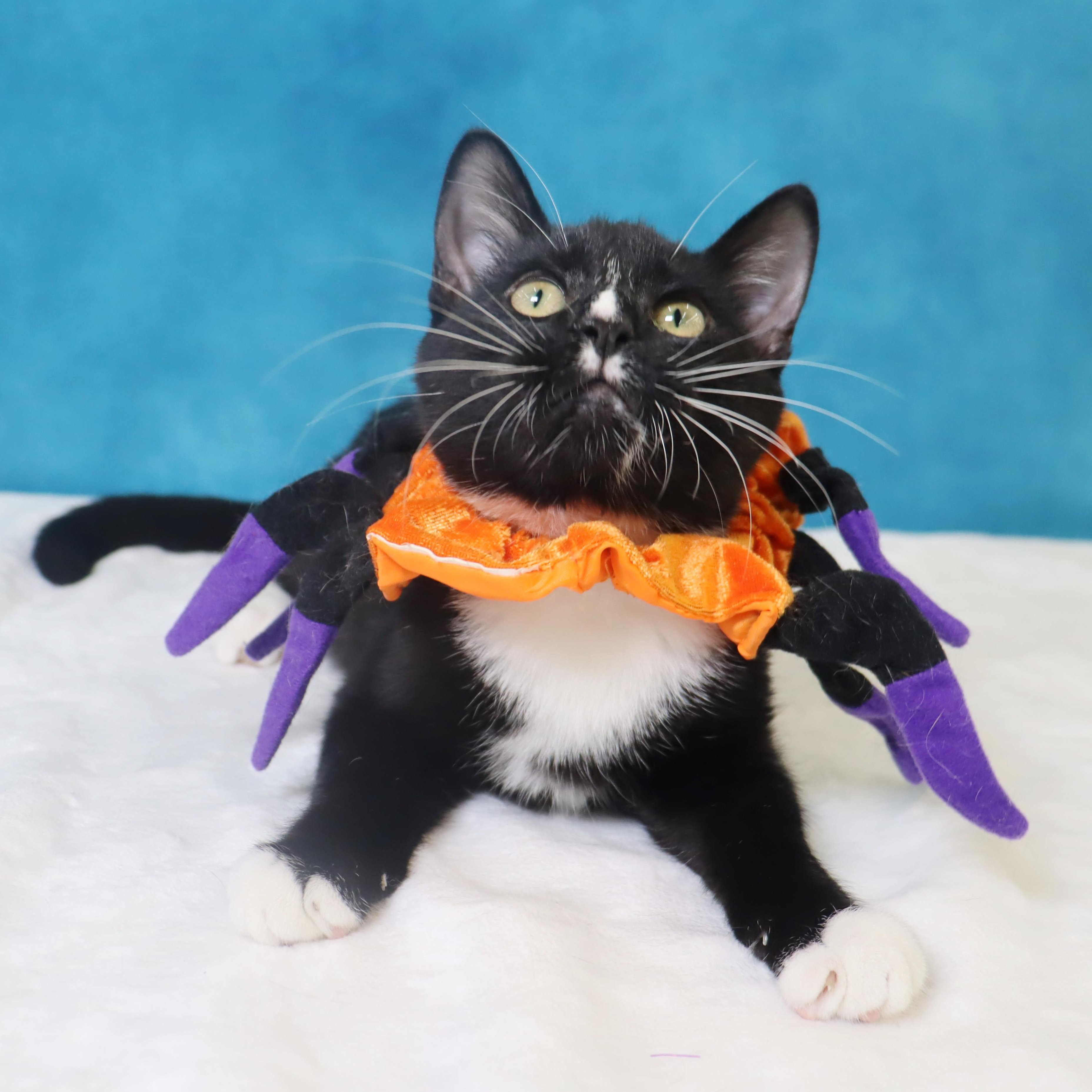 Enlarge Greased Lightning - Ready to zoom into your heart, a Adoptable Domestic Short Hair in League City, TX image 4/6