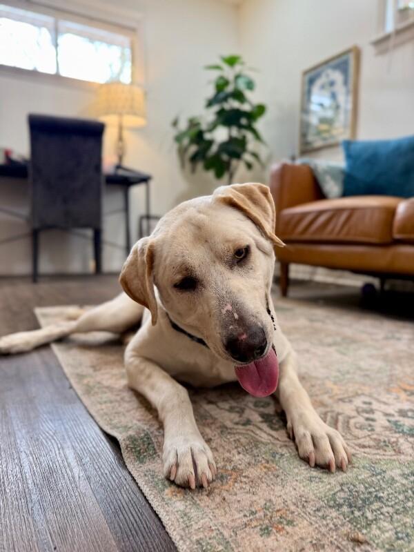 Sterling Bear the Certified Lover Boy — thumbnail 2