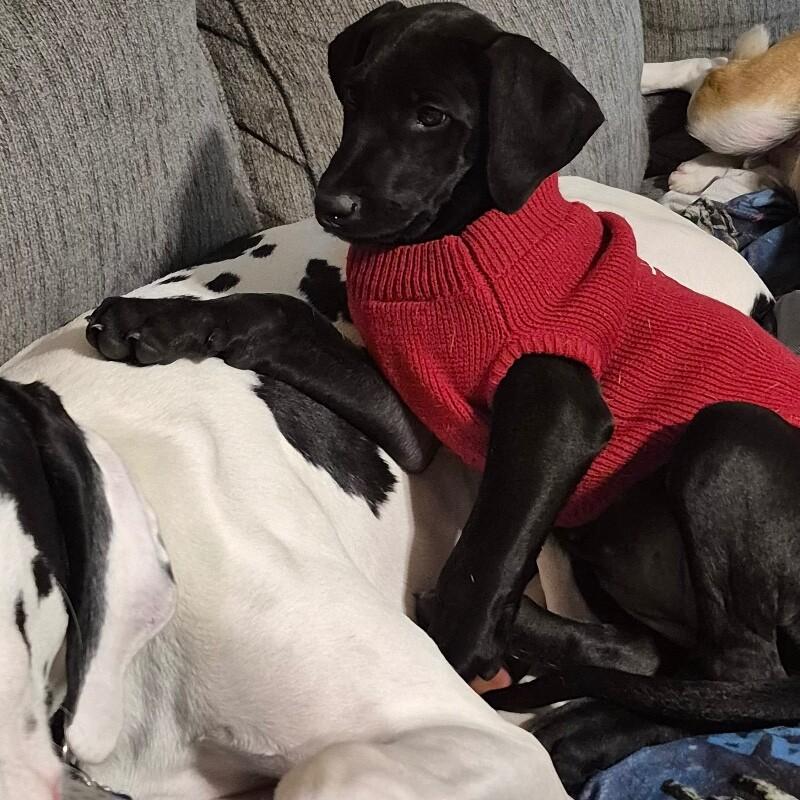 Enlarge Lettie, a Adoptable mixed breed in Alma, WI image 1/6