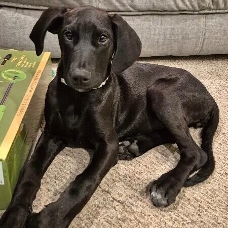 Enlarge Lettie, a Adoptable mixed breed in Alma, WI image 2/6