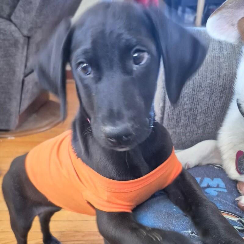 Enlarge Lettie, a Adoptable mixed breed in Alma, WI image 3/6