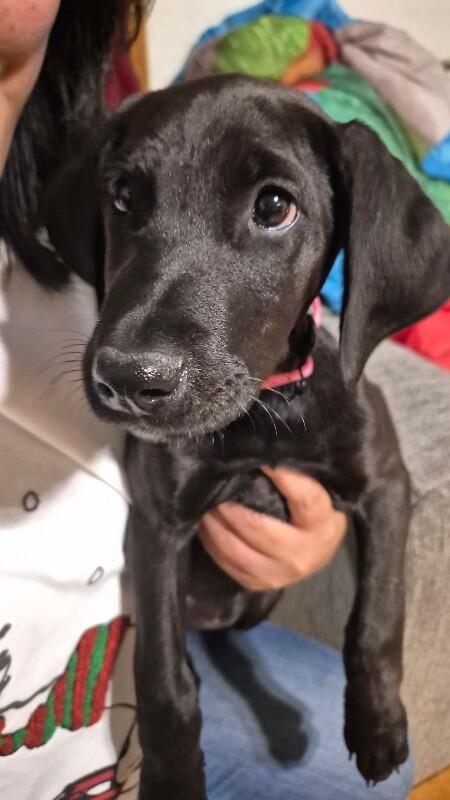 Enlarge Lettie, a Adoptable mixed breed in Alma, WI image 4/6