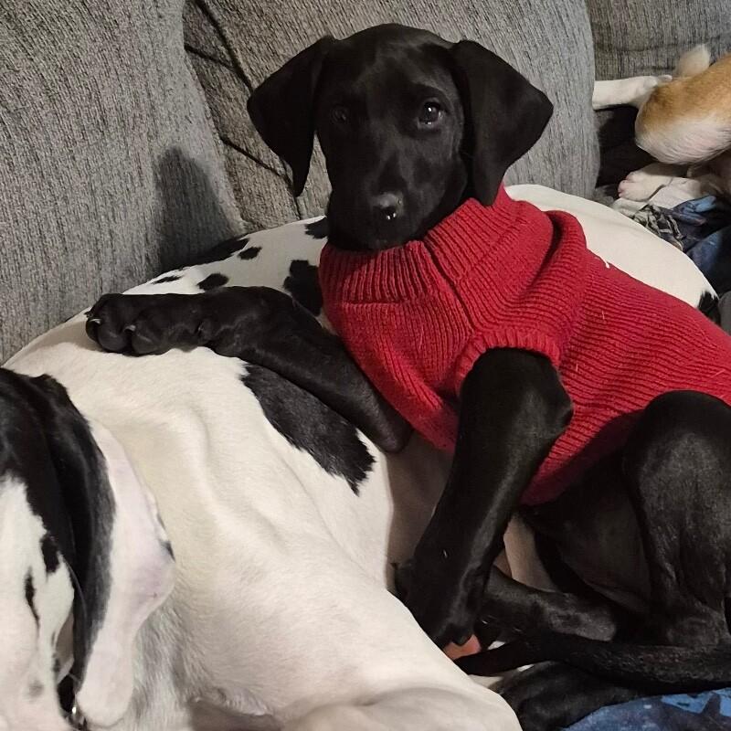 Enlarge Lettie, a Adoptable mixed breed in Alma, WI image 5/6