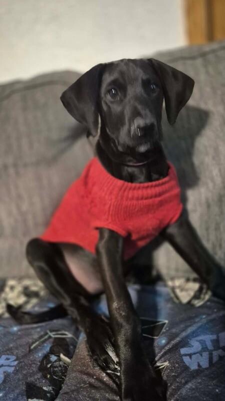 Enlarge Lettie, a Adoptable mixed breed in Alma, WI image 6/6