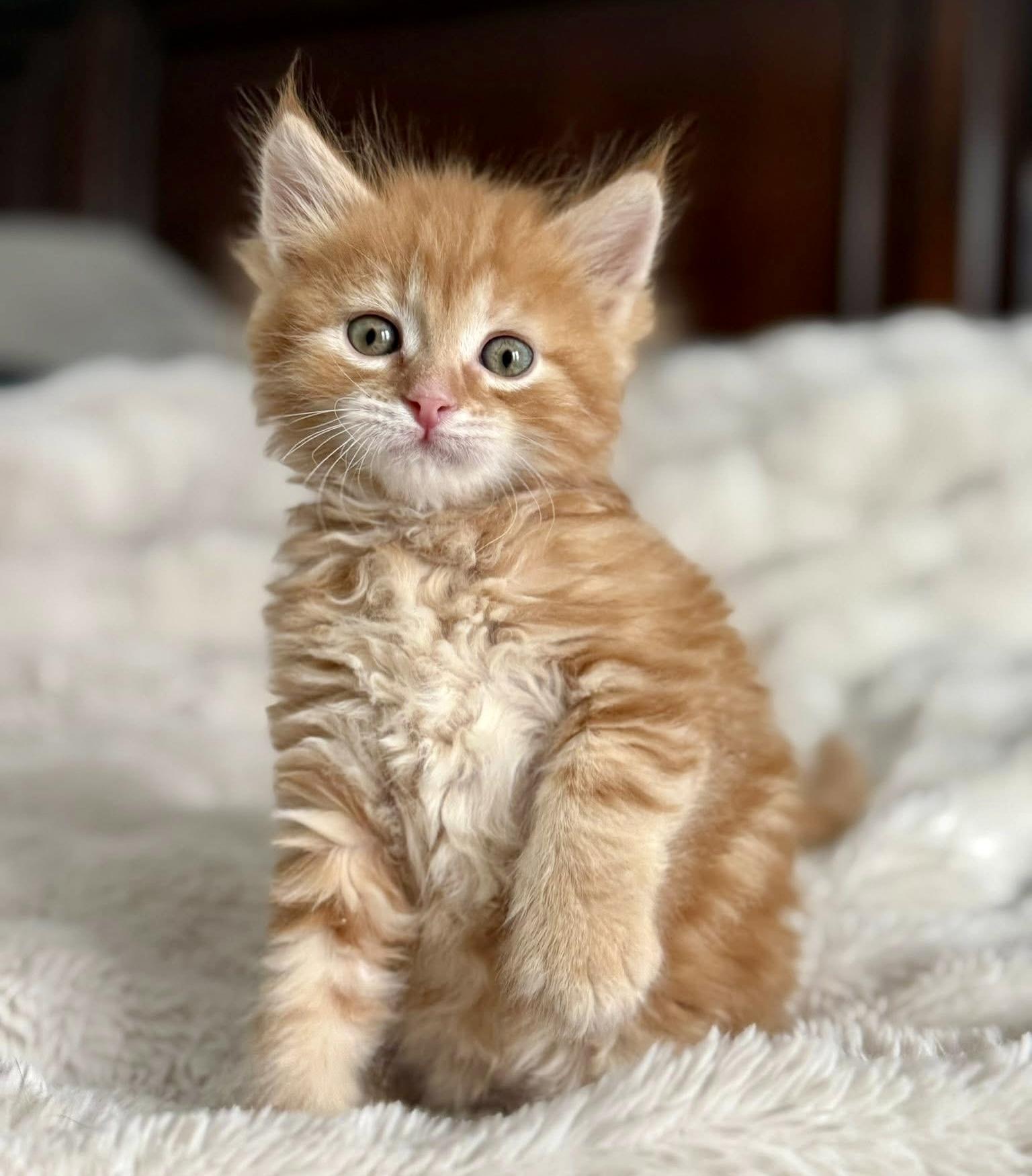Jake, an adoptable Domestic Medium Hair in Seville, OH image 3/4