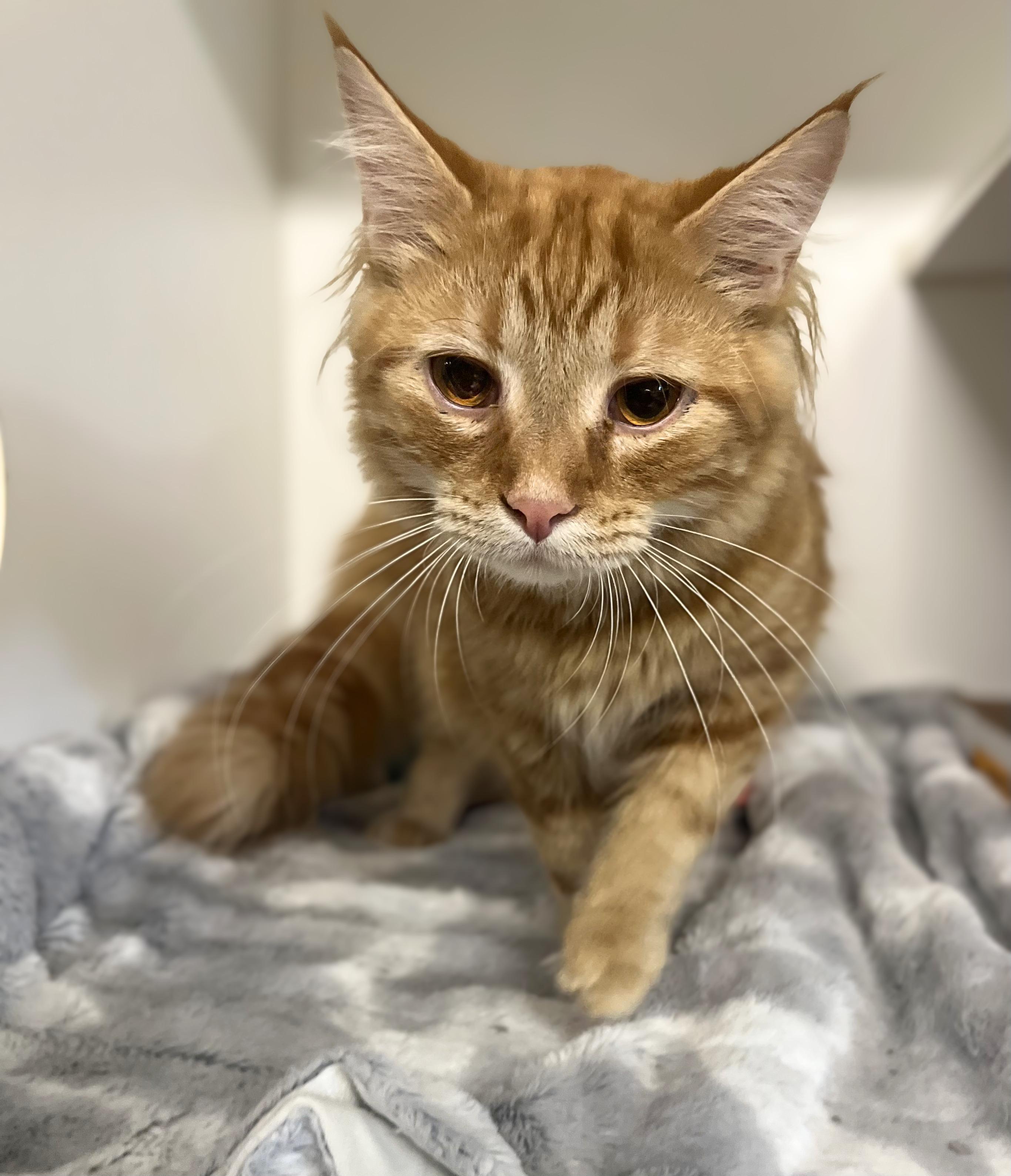 Jake, an adoptable Domestic Medium Hair in Seville, OH image 1/4