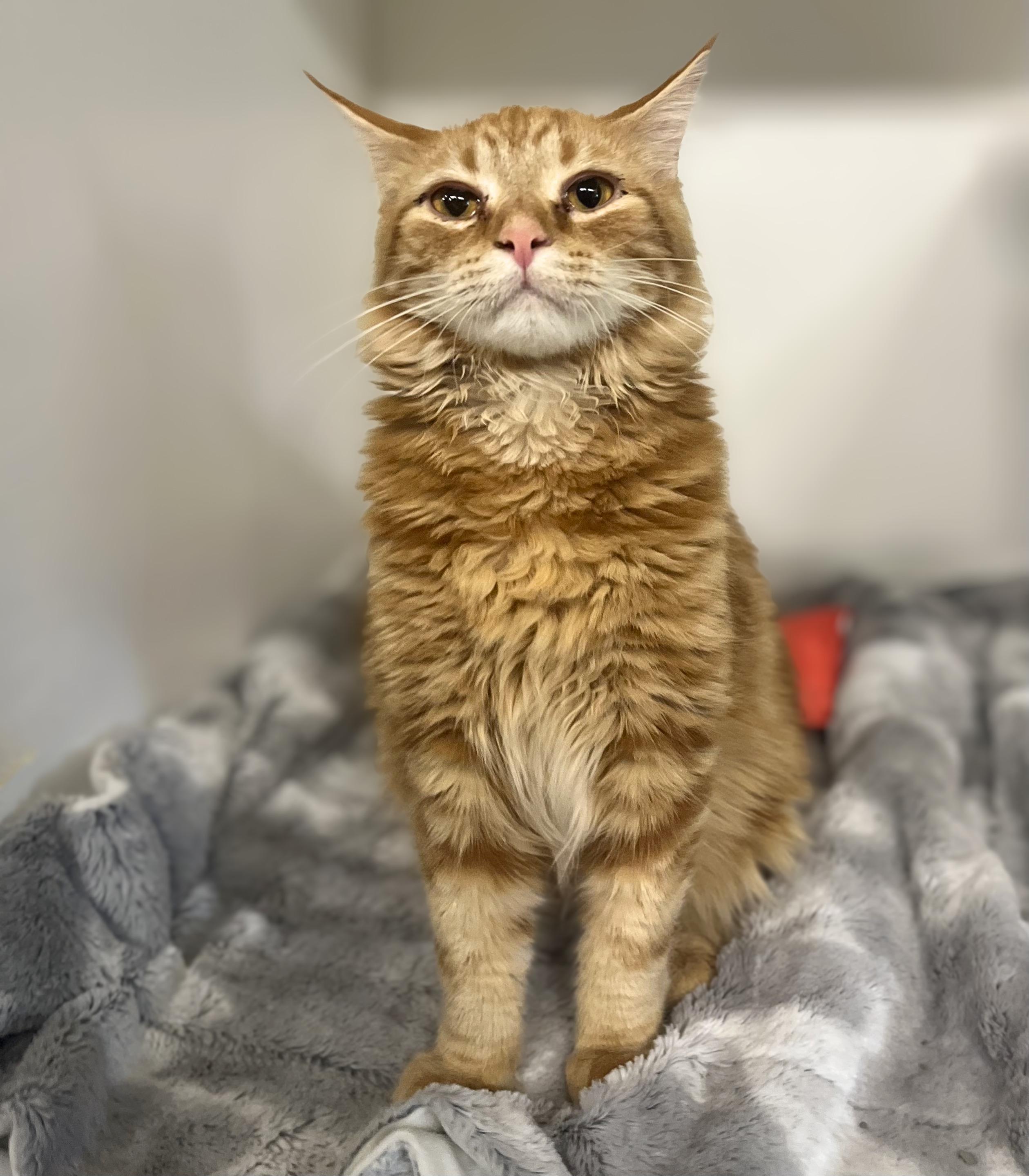 Jake, an adoptable Domestic Medium Hair in Seville, OH image 2/4