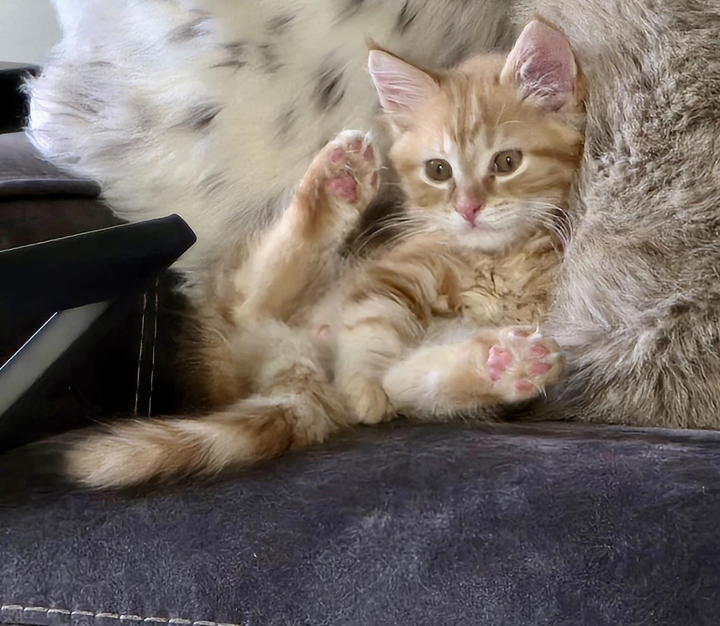 Jake, an adoptable Domestic Medium Hair in Seville, OH image 4/4